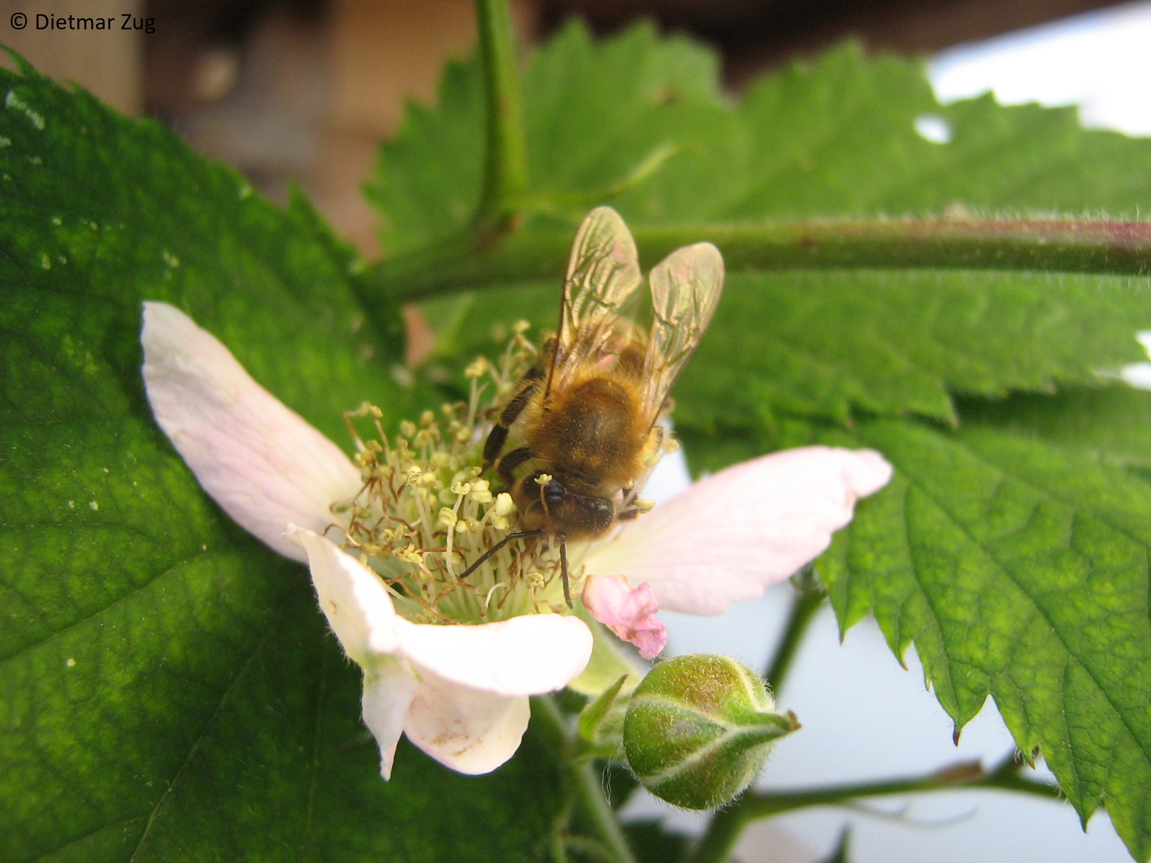 insekten